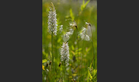 Schmalblättriges Wollgras (Eriophorum angustifolium)