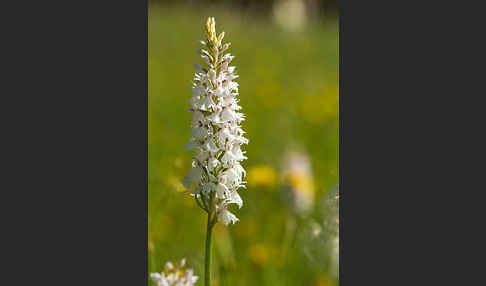 Fuchs Knabenkraut (Dactylorhiza fuchsii)