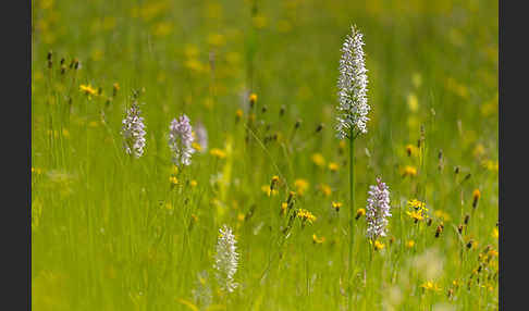 Fuchs Knabenkraut (Dactylorhiza fuchsii)