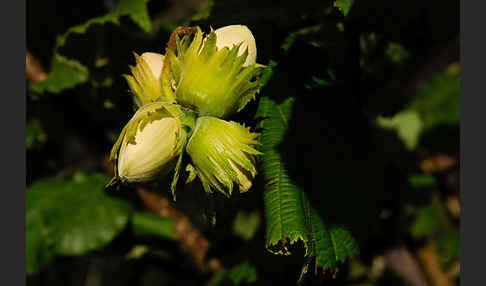 Gemeine Hasel (Corylus avellana)