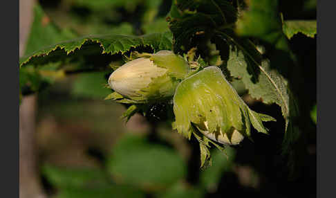 Gemeine Hasel (Corylus avellana)