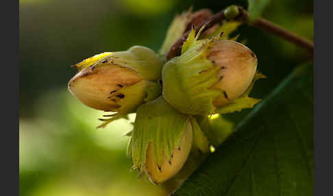 Gemeine Hasel (Corylus avellana)