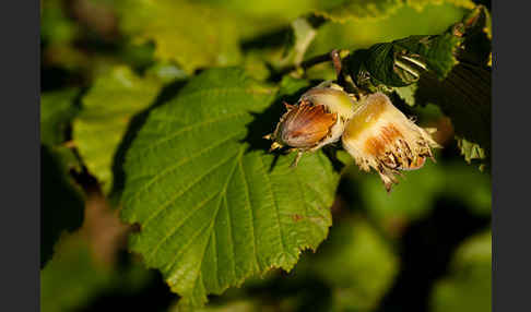 Gemeine Hasel (Corylus avellana)