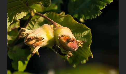 Gemeine Hasel (Corylus avellana)