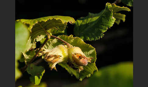 Gemeine Hasel (Corylus avellana)