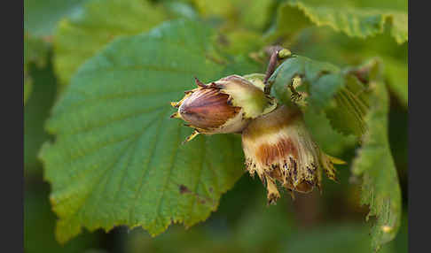 Gemeine Hasel (Corylus avellana)