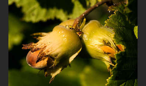 Gemeine Hasel (Corylus avellana)