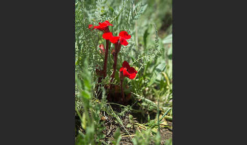 Phelypaea tournefortii (Phelypaea tournefortii)