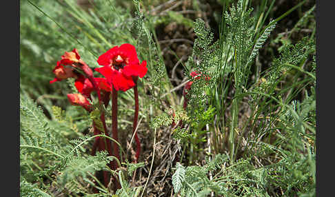 Phelypaea tournefortii (Phelypaea tournefortii)