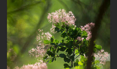 Perückenstrauch (Cotinus coggygria)