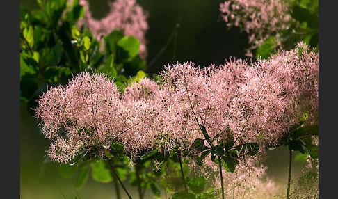 Perückenstrauch (Cotinus coggygria)