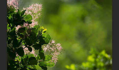 Perückenstrauch (Cotinus coggygria)