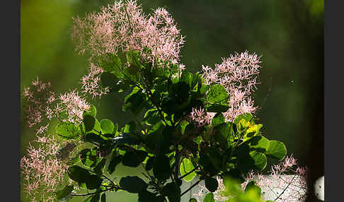 Perückenstrauch (Cotinus coggygria)