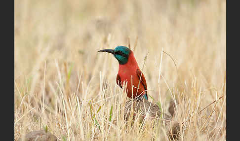 Scharlachspint (Merops nubicus)