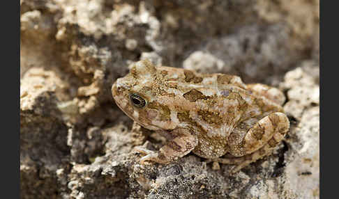 Pantherkröte (Amietophrynus regularis)