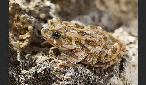 Pantherkröte (Amietophrynus regularis)