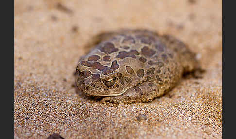 Berberkröte (Bufo mauritanicus)