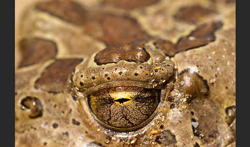 Berberkröte (Bufo mauritanicus)