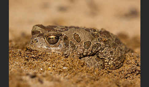 Berberkröte (Bufo mauritanicus)