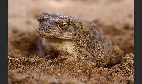 Berberkröte (Bufo mauritanicus)