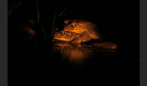 Berberkröte (Bufo mauritanicus)