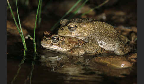 Berberkröte (Bufo mauritanicus)