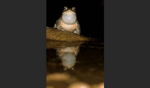 Berberkröte (Bufo mauritanicus)