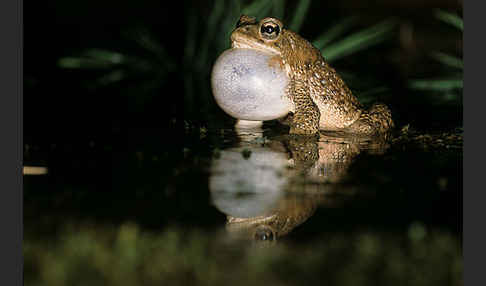 Berberkröte (Bufo mauritanicus)