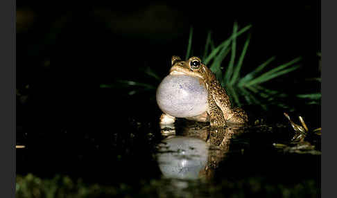 Berberkröte (Bufo mauritanicus)