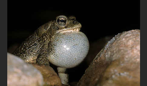 Berberkröte (Bufo mauritanicus)