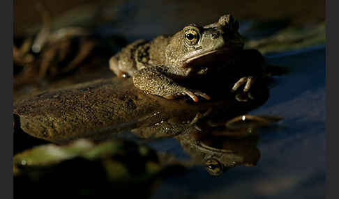 Berberkröte (Bufo mauritanicus)