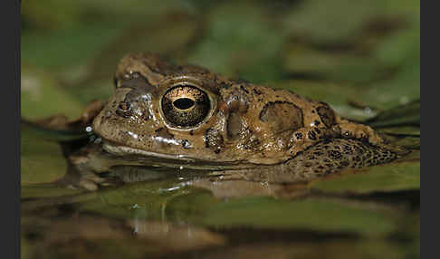 Berberkröte (Bufo mauritanicus)