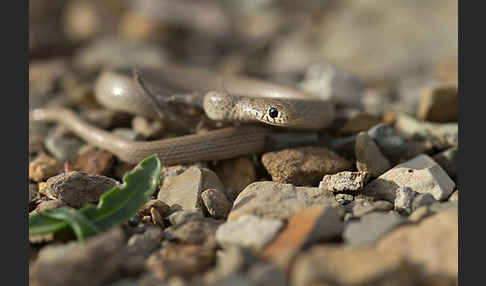 Armenische Zwergnatter (Eirenis punctatolineatus)