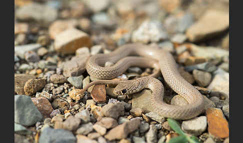 Armenische Zwergnatter (Eirenis punctatolineatus)