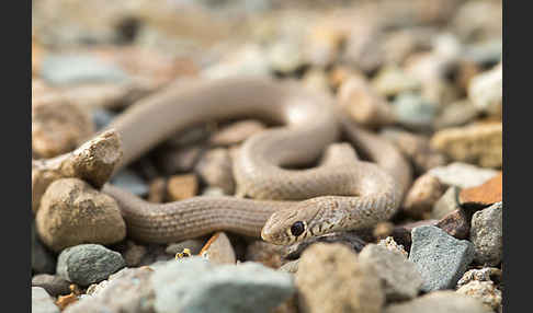 Armenische Zwergnatter (Eirenis punctatolineatus)