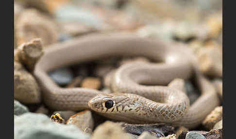 Armenische Zwergnatter (Eirenis punctatolineatus)