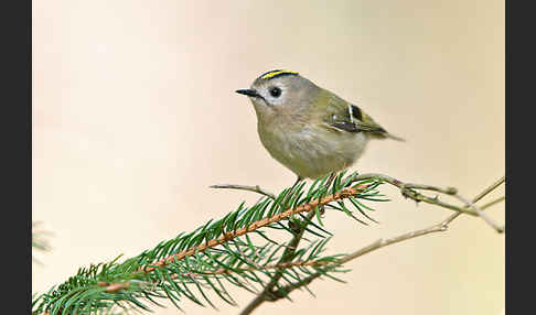 Wintergoldhähnchen (Regulus regulus)