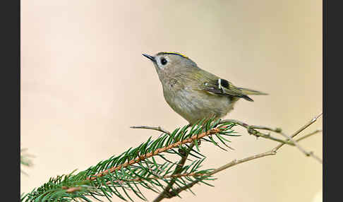 Wintergoldhähnchen (Regulus regulus)