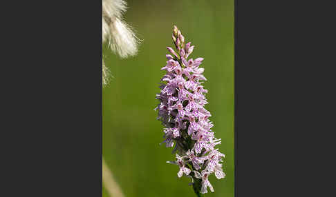 Fuchs Knabenkraut (Dactylorhiza fuchsii)