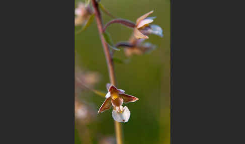 Sumpf-Sitter (Epipactis palustris)