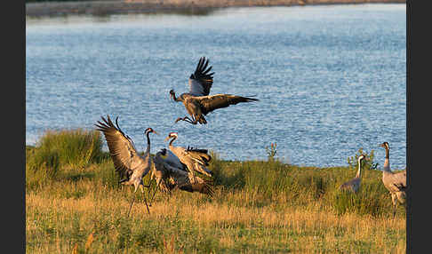 Kranich (Grus grus)