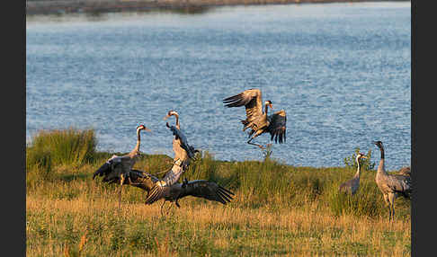 Kranich (Grus grus)