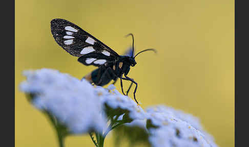 Weißfleckwidderchen (Syntomis phegea)