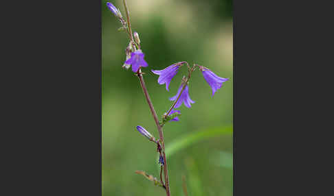 Steppen-Glockenblume (Campanula sibirica)