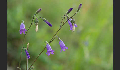 Steppen-Glockenblume (Campanula sibirica)