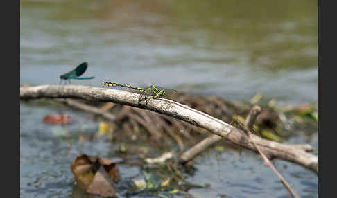 Grüne Keiljungfer (Ophiogomphus cecilia)