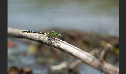 Grüne Keiljungfer (Ophiogomphus cecilia)