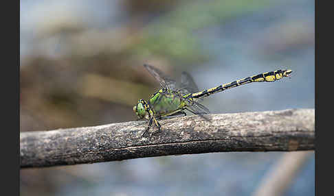 Grüne Keiljungfer (Ophiogomphus cecilia)