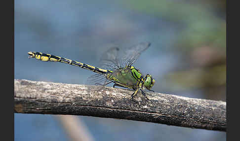 Grüne Keiljungfer (Ophiogomphus cecilia)