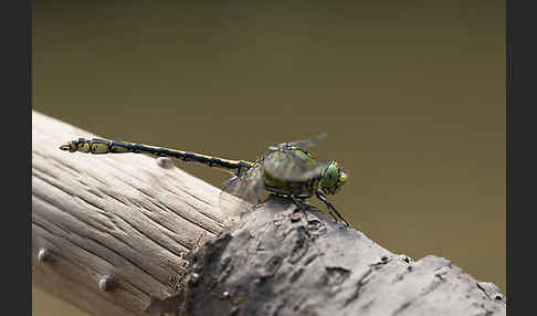 Grüne Keiljungfer (Ophiogomphus cecilia)